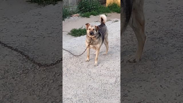 Собака - лучший друг человека! Сторожевой пёс охраняет дом.