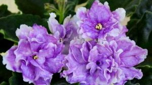 Могут ли разрушить личную жизнь.  Почему нельзя держать фиалки дома?