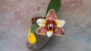 Phal. Yaphon Star Diamond '6602' - милейшая орхидея бабочка от азиатского садовника!