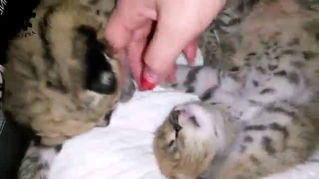 Сервалятки 10 дней ... питомник каталея смотреть онлайн