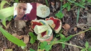 Сатанинский гриб Ложный белый боровик