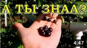 Как сделать СМОРОДИНКУ КРУПНОЙ И ВКУСНОЙ?