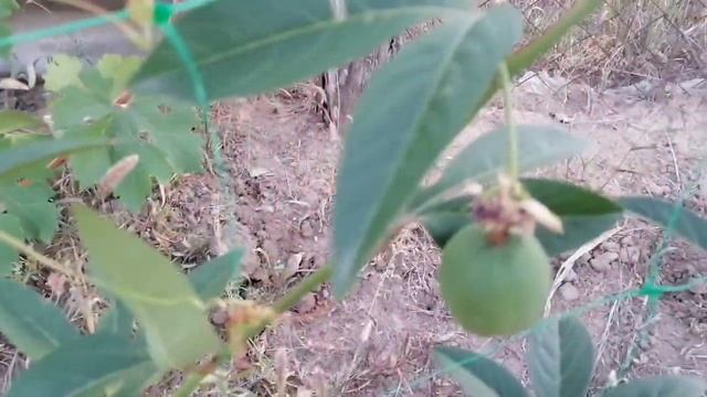 Обзор плодов пассифлоры инкарнаты на 1 сентября (сеянцы). смотреть онлайн