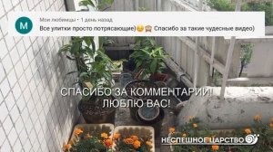 Они ВЫЛУПИЛИСЬ!!! Как выглядят ПТЕНЦЫ ГОЛУБЯ