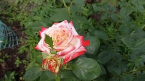 Роза Императрица Фарах