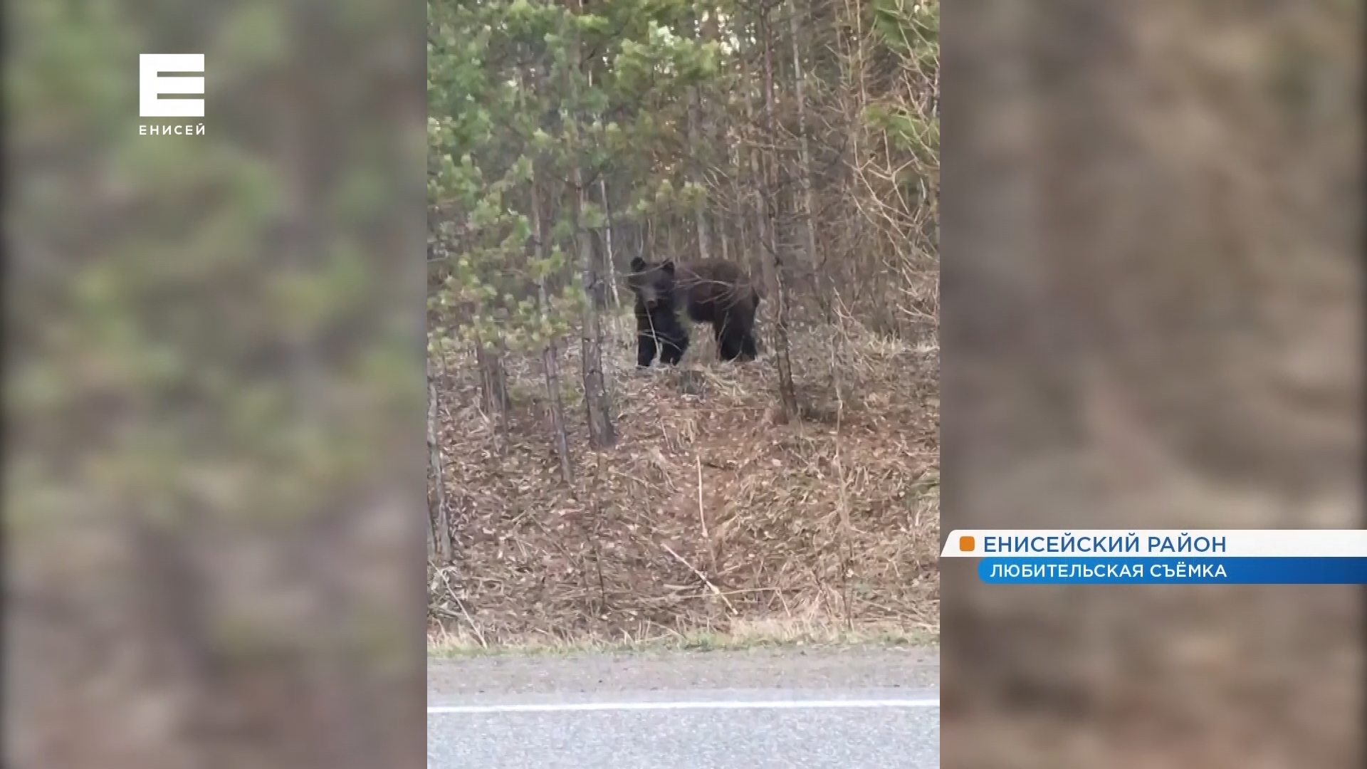 В Красноярском крае медведь вышел на оживлённую трассу