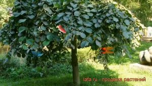 Вяз кампердоуни ? кампердоуни вяз обзор: как сажать, крупномеры вяза