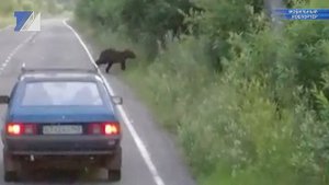 Лесные пожары заставляют мигрировать животных