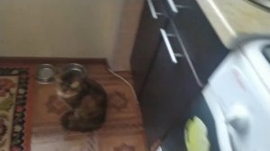 вот что можно приготовить из того, что есть в холодильнике