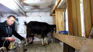 Самый простой и дешевый доильный аппарат
