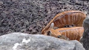 Gabby and Karrie visits OpelZoo