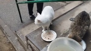 Кормление бездомных кошек серия 29 | Волонтерство | Feeding stray cats