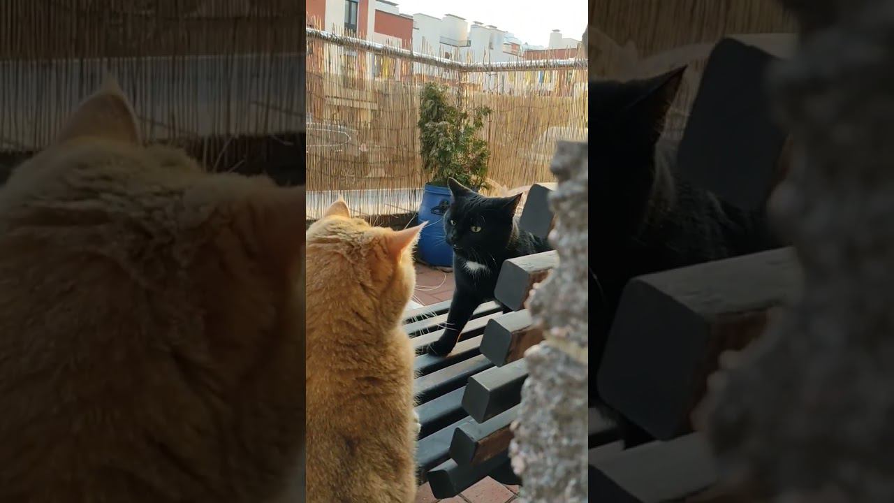 Можно с вами познакомиться? #безкотаижизньнета #смешныекоты #золотаяшиншилла #cat #коты #funny