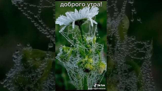 Хорошие пожелания из Тик Ток