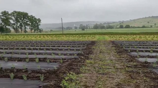 Казкові Поля. Як починалась висадка першої лаванди смотреть онлайн
