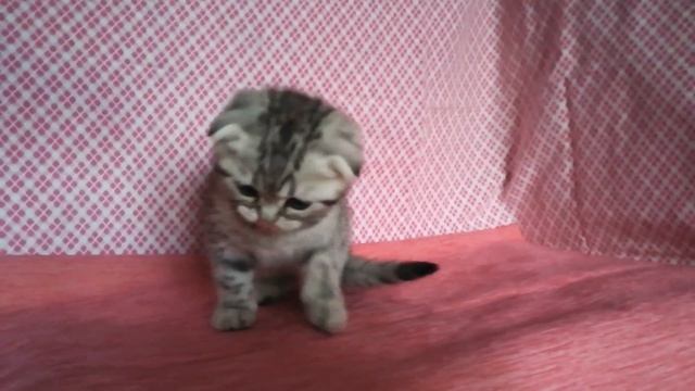 Кошечка серебристая пятнистая смотреть онлайн