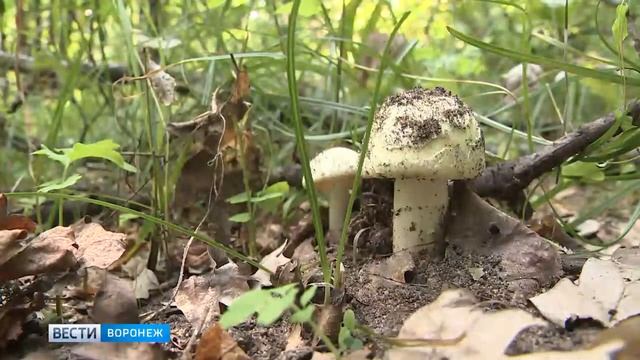 Ученые составили рейтинг опасных грибов в Воронежской области смотреть онлайн