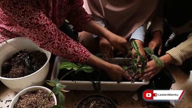 TIPS DAN CARA REPOTTING PADA TANAMAN SYNGONIUM WENDLANDII #SYNGONIUMWENDLANDII #REPOTTING смотреть онлайн