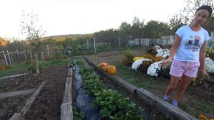 Осенняя подкормка многолетников. Готовим сад к зиме