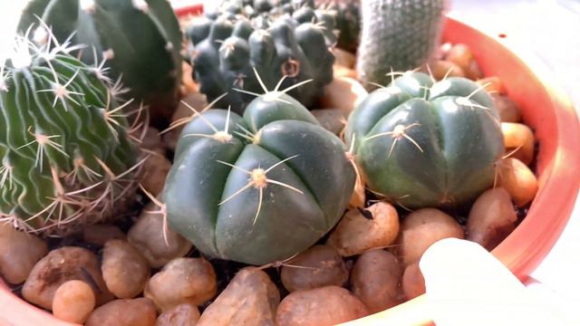 Cactos globulares | Vaso ou canteiro | Qual a melhor forma de cultivo | Minha experiência смотреть онлайн