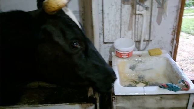 ЧИСТОЕ МОЛОКО//пошаговае доение КОРОВЫ смотреть онлайн