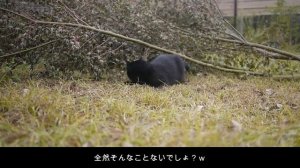 日常Vlog｜クラマゴケの手入れ｜茶猫チャブの一日｜ミニダリアの植え付け