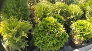 Туя шаровидная западная Глобоза (Globosa).  Питомник ЦМП.