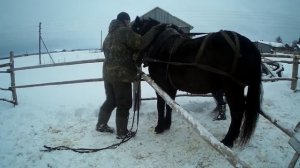 Заездка 2,5 летней кобылы из табуна в сани//Жизнь в деревне
