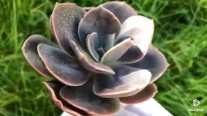 Echeveria Blue Metall