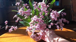 ЦВЕТЕНИЕ ОРХИДЕИ Oncidium Tsiku Marguerite 'Dragon#1' и немного об уходе.