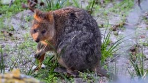 Релакс фильм о животных Австралии |Звуки животных|-ехидна, кенгуру, тасманский дьявол и другие