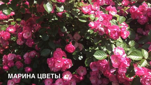 Работы в саду поздней осенью смотреть онлайн