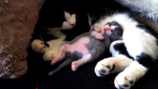 Котенку снится кошмар смотреть онлайн