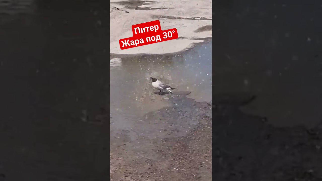 Жара,чайка принимает душ)))Из бетономешалки #бетон #чайка#жара#юмор#лёхаманипулятощик#стройка смотреть онлайн