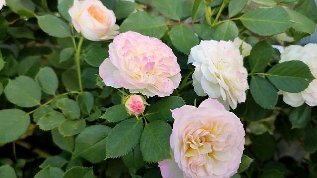 Нежная и красивая роза Пастелла (Pastella) от Тантау, флорибунда. Одна из любимец! смотреть онлайн