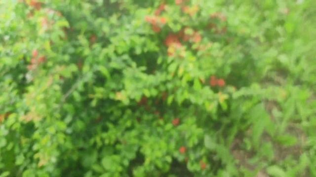 Айва японская - замена лимона ?и красота в саду смотреть онлайн