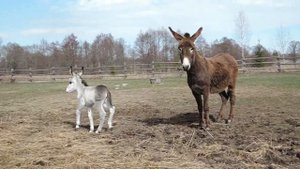 Домашние животные для детей. Учим голоса домашних животных