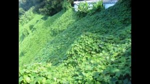 Батумский ботанический сад. Batumi Botanical Garden. ბათუმის ბოტანიკური ბაღი.