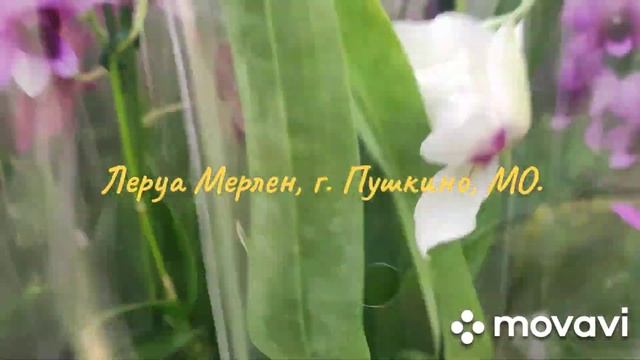 Обзор орхидей в Леруа Мерлен, г. Пушкино, МО.#орхидеи#фаленопсисы#камбрии#леруамерлен