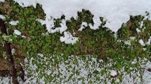 16.11.2022г. Азарина лазающая под снегом. ❄️