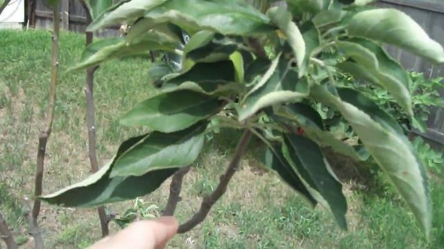 Granny Smith Apple Tree Update Backyard Orchard смотреть онлайн