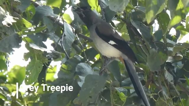 The Grey Treepie (Dendrocitta formosae) смотреть онлайн