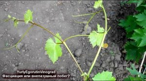 ?  Внимание! Уродство на винограде. Фасциация или внепазушный побег? Какие последствия, как боротьс