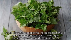 Какую траву можно давать поросятам