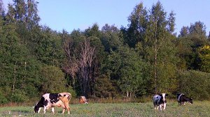 коровы на пастбище