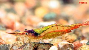 Креветка Пиноккио в аквариуме