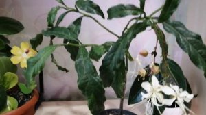 Клеродендрум Уоллича или фата невесты
