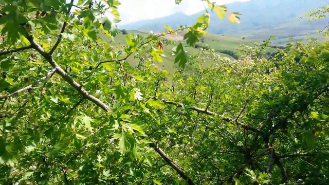 хугдара смотреть онлайн