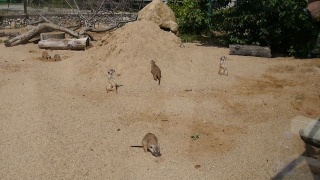 Московский зоопарк Где и что посмотреть летом 2021г. на новой территории. смотреть онлайн