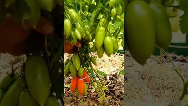 Самые урожайные сорта томатов 2022???Томаты на засолку❗
